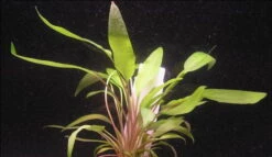 XL In-Vitro Gewellter Wasserkelch / Cryptocoryne Undulata