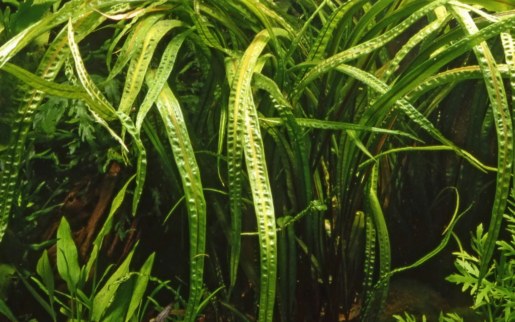 1-2-GROW! Genoppter Wasserkelch / Cryptocoryne Crispatula 3 1-2-GROW! Genoppter Wasserkelch / Cryptocoryne Crispatula