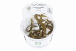 1-2-GROW! Genoppter Wasserkelch / Cryptocoryne Crispatula 5 1-2-GROW! Genoppter Wasserkelch / Cryptocoryne Crispatula -Pflanzen Serien Rabatt 125TC T 1 2