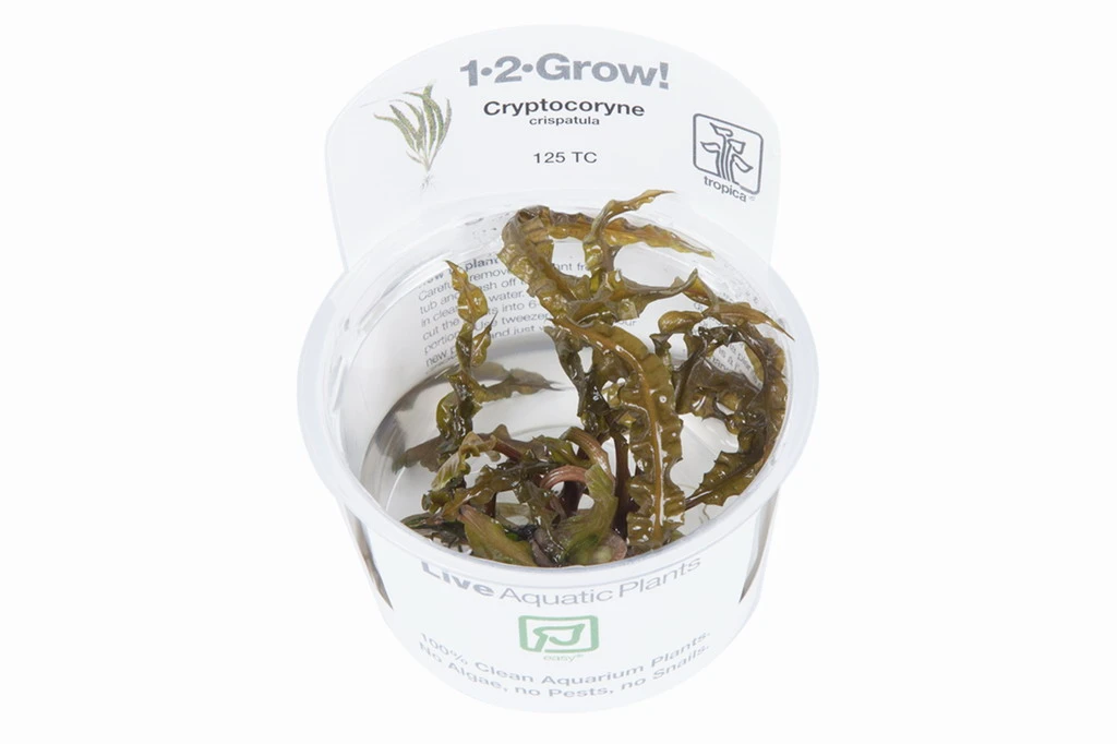 1-2-GROW! Genoppter Wasserkelch / Cryptocoryne Crispatula 4 1-2-GROW! Genoppter Wasserkelch / Cryptocoryne Crispatula – Bild 2
