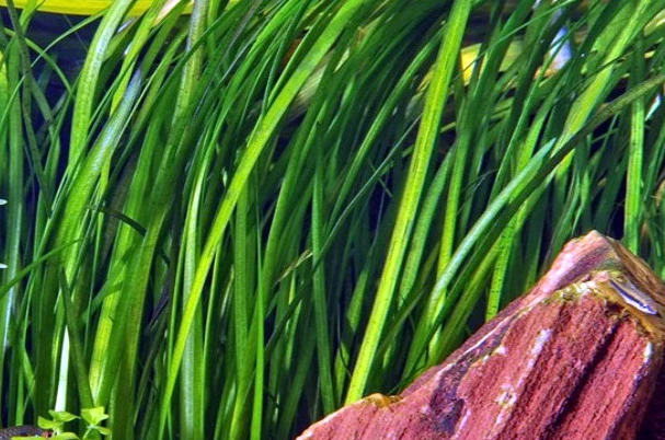 Marmorierte Wasserschraube / Vallisneria Spiralis 'Tiger' 3 Marmorierte Wasserschraube / Vallisneria Spiralis 'Tiger'