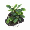 Bucephalandra 'Wavy Green' Auf Lavastein -Pflanzen Serien Rabatt 139YLS T 1 1