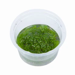 1-2-GROW! Wasserpfeffer / Elatine Hydropiper -Pflanzen Serien Rabatt 141TC T 1 2