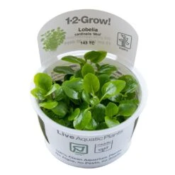 1-2-GROW! Zwerg-Kardinalslobelie / Lobelia Cardinalis Mini Von TROPICA -Pflanzen Serien Rabatt 143tc T 1 2