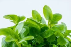 1-2-GROW! Zwerg-Kardinalslobelie / Lobelia Cardinalis Mini Von TROPICA -Pflanzen Serien Rabatt 143tc T 1 4