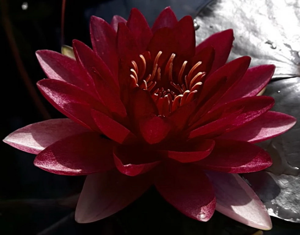 Dunkel Kirschrote Seerose / Nymphaea "Perry's Almost Black" *TOP-Rarität* 3 Dunkel Kirschrote Seerose / Nymphaea "Perry's Almost Black" *TOP-Rarität*
