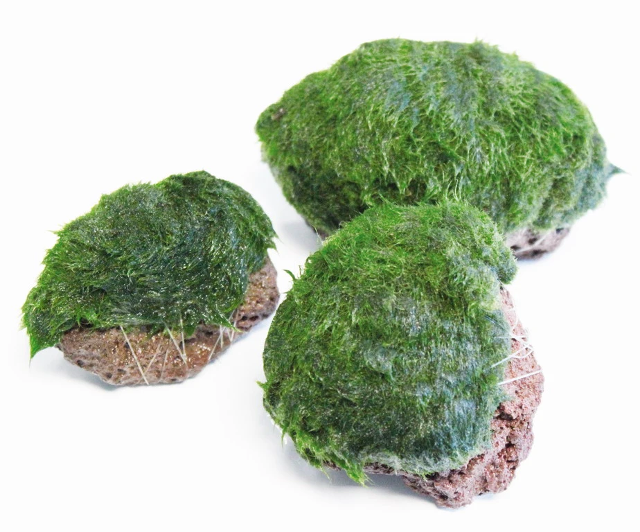 Aegagropila Scape Rock 3 Aegagropila Scape Rock