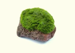 Aegagropila Scape Rock 5 Aegagropila Scape Rock -Pflanzen Serien Rabatt 150DE 1 3