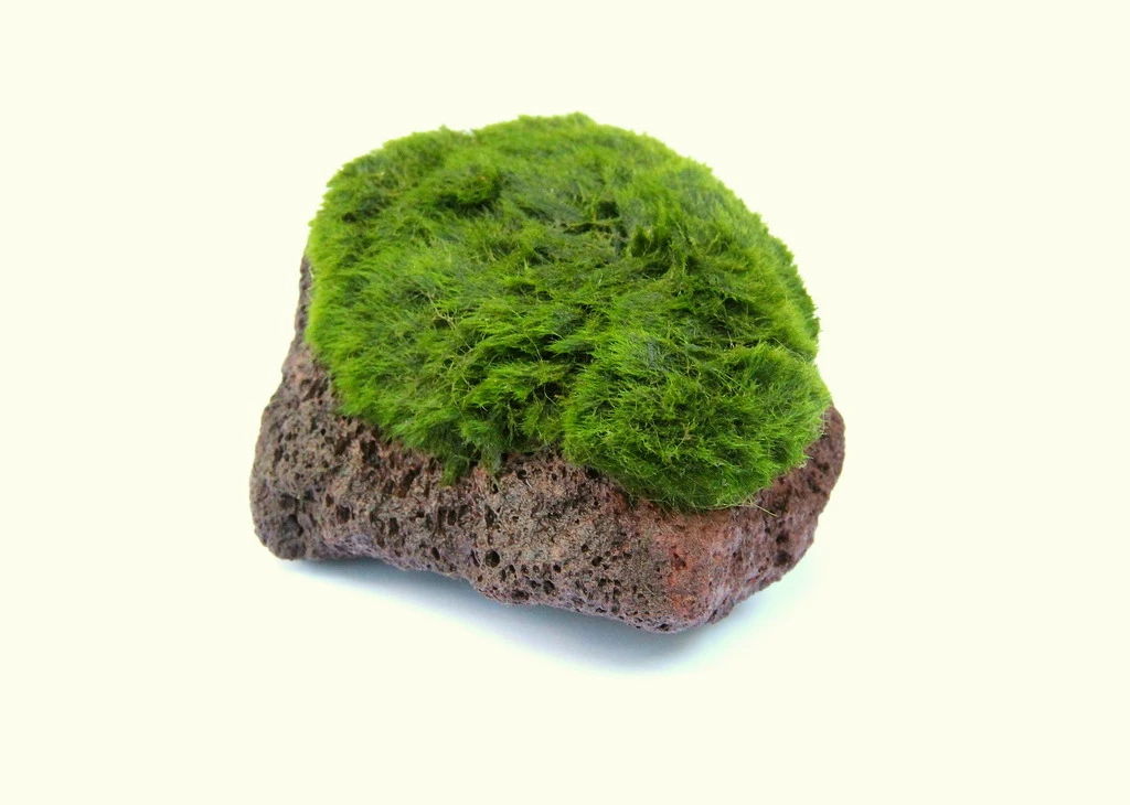 Aegagropila Scape Rock 4 Aegagropila Scape Rock – Bild 2