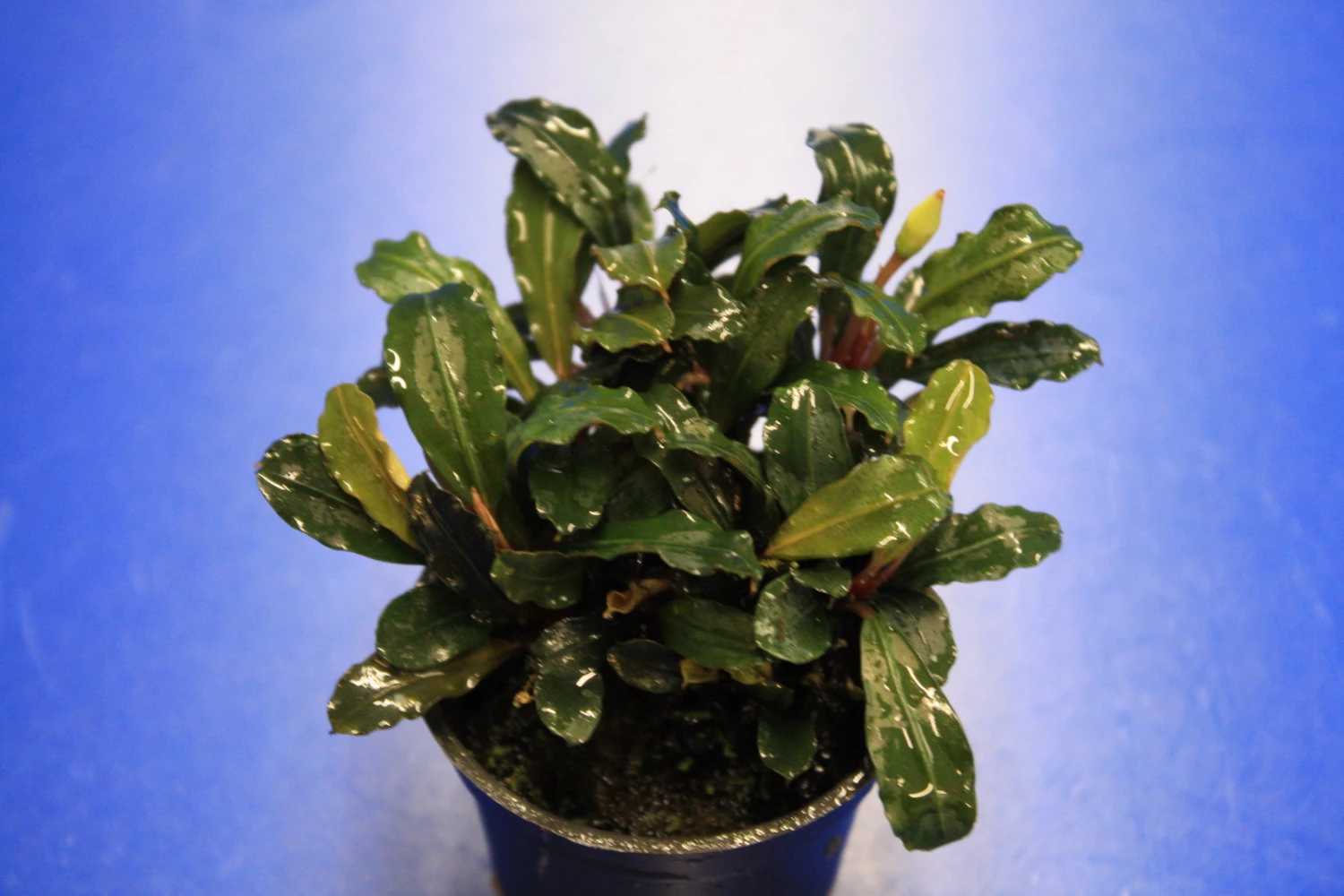 Rote Mini Bucephalandra Sp. 'Lamandau Mini Red' ***RARITÄT*** 3 Rote Mini Bucephalandra Sp. 'Lamandau Mini Red' ***RARITÄT***