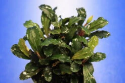 Rote Mini Bucephalandra Sp. 'Lamandau Mini Red' ***RARITÄT*** 6 Rote Mini Bucephalandra Sp. 'Lamandau Mini Red' ***RARITÄT*** -Pflanzen Serien Rabatt 1517BL 1 2