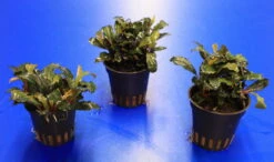 Rote Mini Bucephalandra Sp. 'Lamandau Mini Red' ***RARITÄT*** 7 Rote Mini Bucephalandra Sp. 'Lamandau Mini Red' ***RARITÄT*** -Pflanzen Serien Rabatt 1517BL 1 4