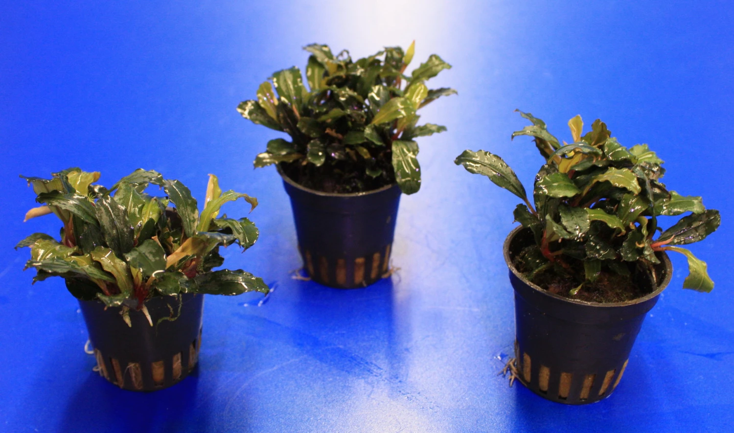 Rote Mini Bucephalandra Sp. 'Lamandau Mini Red' ***RARITÄT*** 5 Rote Mini Bucephalandra Sp. 'Lamandau Mini Red' ***RARITÄT*** – Bild 3