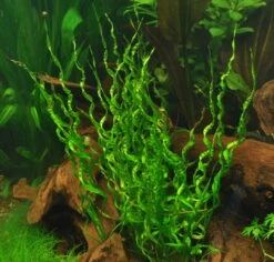 XL In-Vitro Korkenzieher Schwertpflanze / Echinodorus Vesuvius *TOP Rarität*