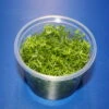 In-Vitro Nanjenshan-Rotala / Rotala Sp. 'Nanjenshan' 1 In-Vitro Nanjenshan-Rotala / Rotala Sp. 'Nanjenshan' -Pflanzen Serien Rabatt 1610DZ 1 1