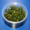 In-Vitro Rotala Sp. "Vietnam" 1 In-Vitro Rotala Sp. "Vietnam" -Pflanzen Serien Rabatt 1620DZ 1 1