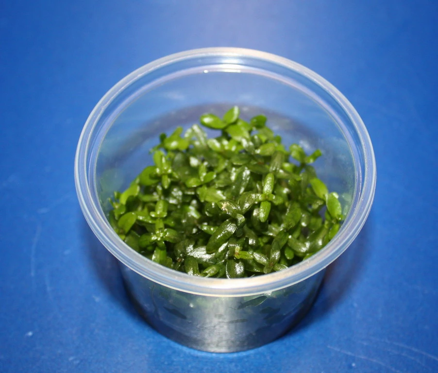 In-Vitro Grossblättriges Fettblatt / Bacopa Caroliniana 3 In-Vitro Grossblättriges Fettblatt / Bacopa Caroliniana