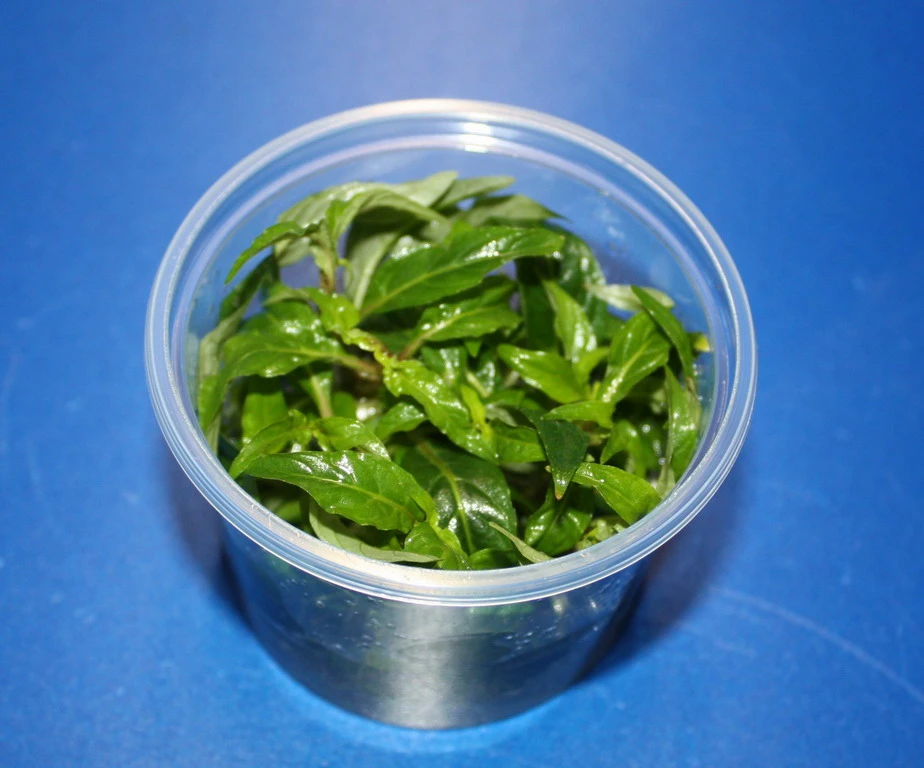 In-Vitro Staurogyne Spec. 'Porto Velho' 3 In-Vitro Staurogyne Spec. 'Porto Velho'