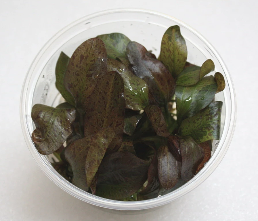 XL In-Vitro Rot Geflammte Schwertpflanze / Echinodorus Red Flame 3 XL In-Vitro Rot Geflammte Schwertpflanze / Echinodorus Red Flame