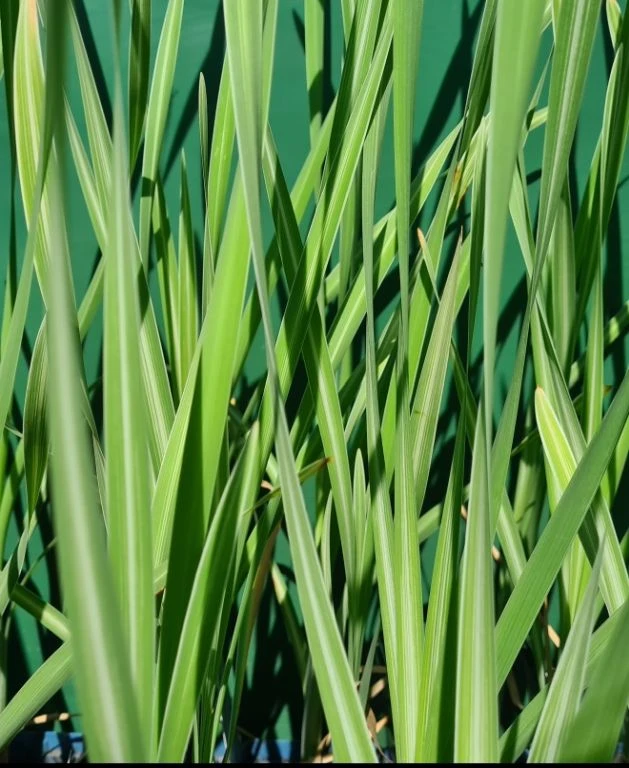 Gestreifter Rohrkolben / Typha Latifolia Variegata Im 9x9 Cm Topf 3 Gestreifter Rohrkolben / Typha Latifolia Variegata Im 9x9 Cm Topf