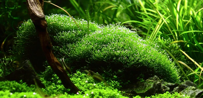 Lavastein Mit Teichlebermoos / Riccia Fluitans Auf Lavastein 3 Lavastein Mit Teichlebermoos / Riccia Fluitans Auf Lavastein