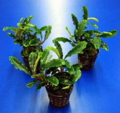 Bucephalandra Sp. 'Green Velvet' Im Topf ***RARITÄT*** -Pflanzen Serien Rabatt 2020257AD 1 4