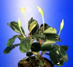 Bucephalandra 'Theia Green Blue' Im Topf ***RARITÄT*** -Pflanzen Serien Rabatt 2020259AD 1 4