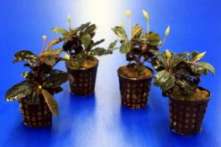 Bucephalandra 'Theia Green Blue' Im Topf ***RARITÄT*** -Pflanzen Serien Rabatt 2020259AD 1 6