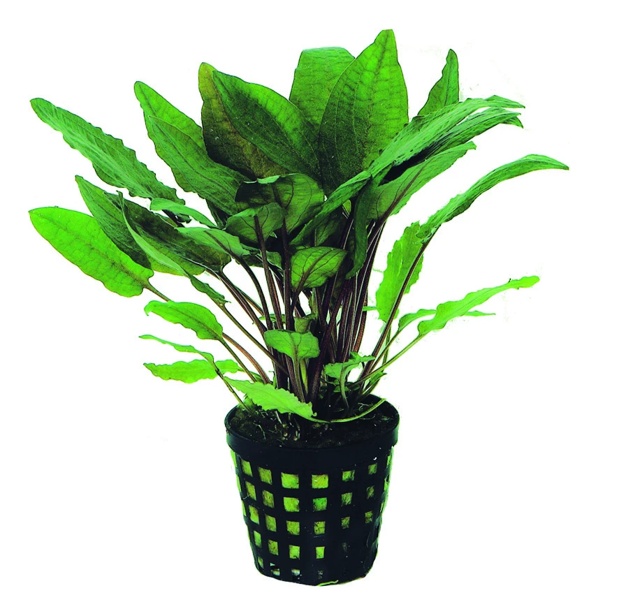 Gehämmerter Wasserkelch / Cryptocoryne Bullosa 3 Gehämmerter Wasserkelch / Cryptocoryne Bullosa