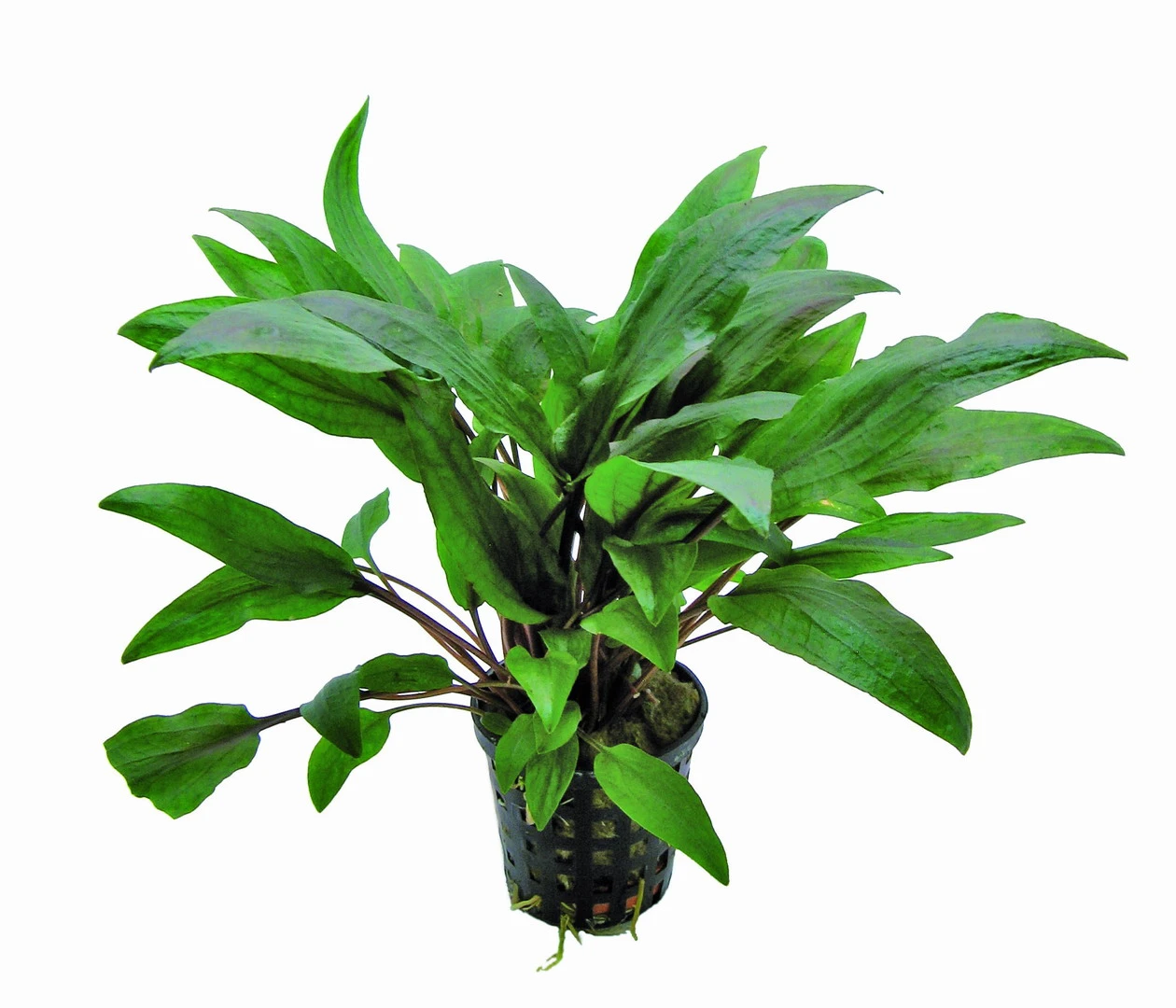 Kasselmanns Wasserkelch / Cryptocoryne Undulata Kasselmann 3 Kasselmanns Wasserkelch / Cryptocoryne Undulata Kasselmann