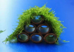 Garnelen Turm Mit Javamoos / Vesicularia Dubyana Bewachsen, Moos -Pflanzen Serien Rabatt 2022345AD 1 4