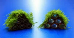 Garnelen Turm Mit Javamoos / Vesicularia Dubyana Bewachsen, Moos -Pflanzen Serien Rabatt 2022345AD 1 6