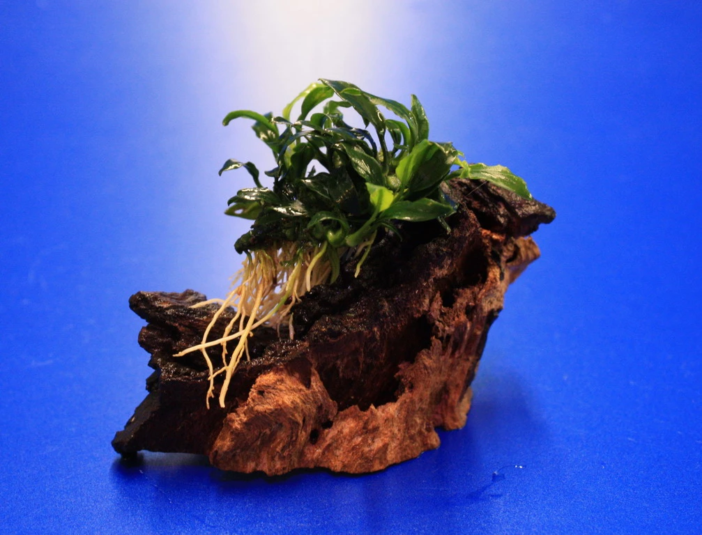 Pangolin-Speerblatt Auf Eisenholz / Anubias Barteri Var. Nana 'Pangolino' Auf Mopani-Wurzel 3 Pangolin-Speerblatt Auf Eisenholz / Anubias Barteri Var. Nana 'Pangolino' Auf Mopani-Wurzel