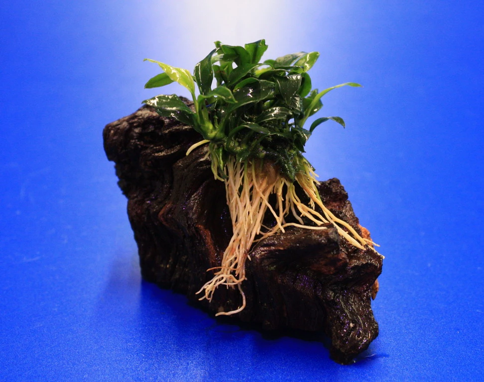 Pangolin-Speerblatt Auf Eisenholz / Anubias Barteri Var. Nana 'Pangolino' Auf Mopani-Wurzel 4 Pangolin-Speerblatt Auf Eisenholz / Anubias Barteri Var. Nana 'Pangolino' Auf Mopani-Wurzel – Bild 2