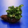Kleiner Lavastein Mit Kleinstes Zwergspeerblatt / Anubias 'Petite' Oder 'Bonsai' Auf Lavastein 1 Kleiner Lavastein Mit Kleinstes Zwergspeerblatt / Anubias 'Petite' Oder 'Bonsai' Auf Lavastein -Pflanzen Serien Rabatt 208wf 1 1