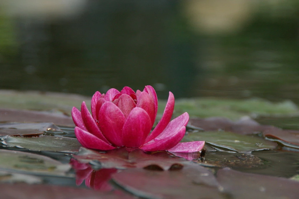 Rote Seerose / Nymphaea 'James Brydon' Im 11x11 Cm Topf - Seerose Des Jahres 2016! 3 Rote Seerose / Nymphaea 'James Brydon' Im 11x11 Cm Topf - Seerose Des Jahres 2016!