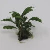 Bucephalandra Spec. Auf Nussschale