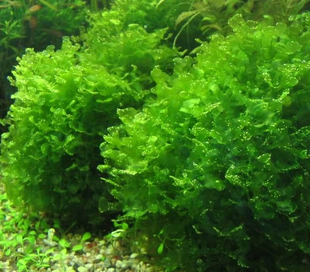 Süßwassertang / Lomariopsis Lineata In Einer Dose 3 Süßwassertang / Lomariopsis Lineata In Einer Dose