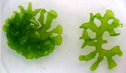 Süßwassertang / Lomariopsis Lineata In Einer Dose 5 Süßwassertang / Lomariopsis Lineata In Einer Dose -Pflanzen Serien Rabatt 21599pl 1 4