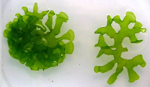 Süßwassertang / Lomariopsis Lineata In Einer Dose 4 Süßwassertang / Lomariopsis Lineata In Einer Dose – Bild 2
