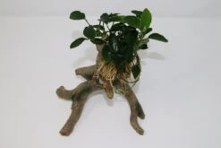 Kriechende Anubias Stelzwurzel - Mit Anubias Nana 'paxing' -Pflanzen Serien Rabatt 220wf 1 2