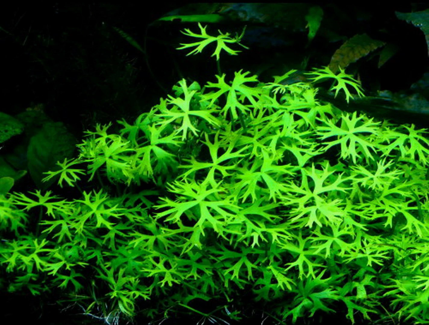1-2-GROW! Kleiner Fluss-Hahnenfuß / Ranunculus Inundatus 3 1-2-GROW! Kleiner Fluss-Hahnenfuß / Ranunculus Inundatus