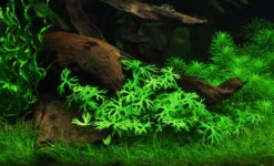 1-2-GROW! Kleiner Fluss-Hahnenfuß / Ranunculus Inundatus 9 1-2-GROW! Kleiner Fluss-Hahnenfuß / Ranunculus Inundatus -Pflanzen Serien Rabatt 22CTC T 1 4