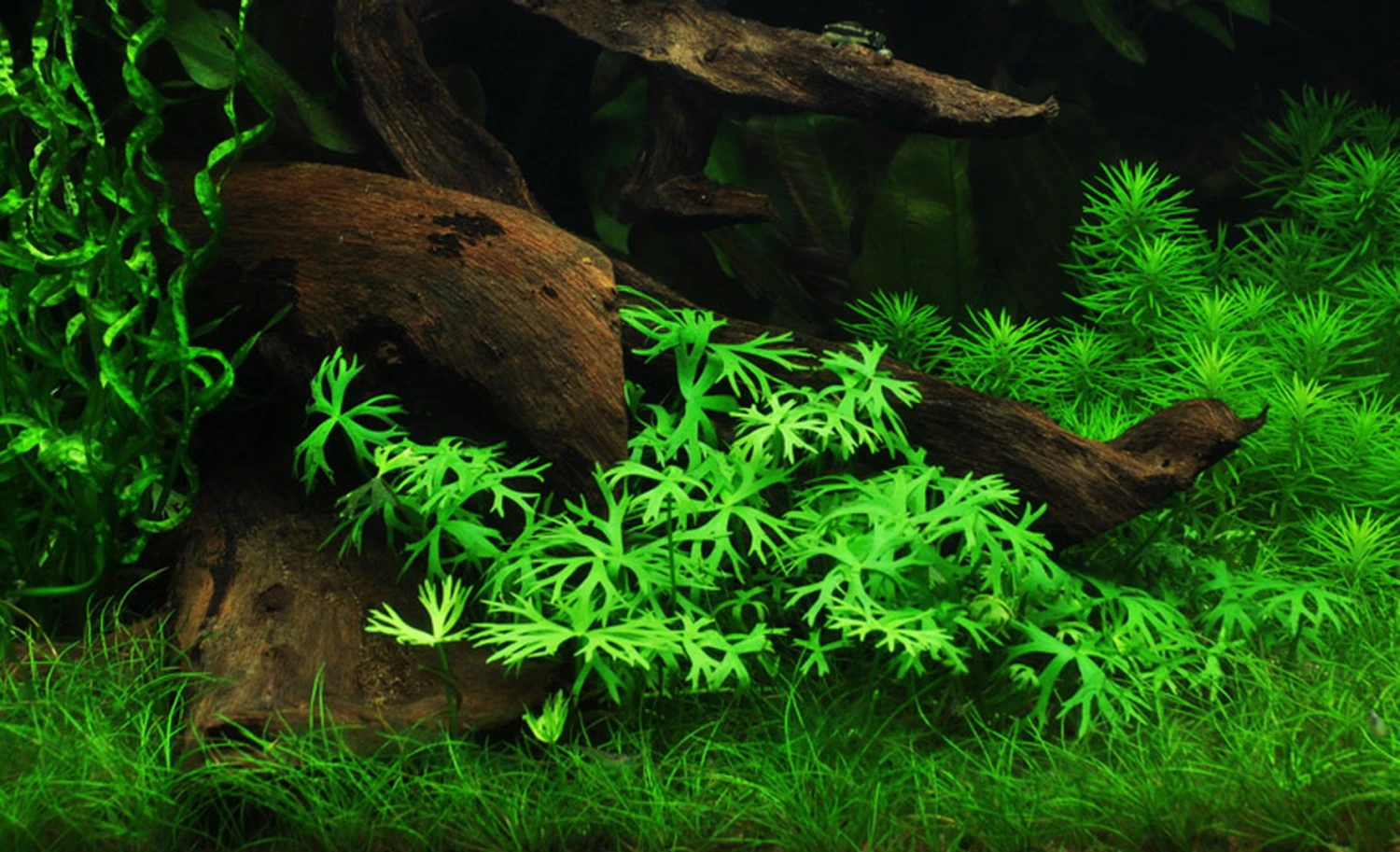 1-2-GROW! Kleiner Fluss-Hahnenfuß / Ranunculus Inundatus 4 1-2-GROW! Kleiner Fluss-Hahnenfuß / Ranunculus Inundatus – Bild 2