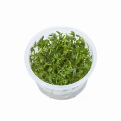 1-2-GROW! Kleiner Fluss-Hahnenfuß / Ranunculus Inundatus 10 1-2-GROW! Kleiner Fluss-Hahnenfuß / Ranunculus Inundatus -Pflanzen Serien Rabatt 22CTC T 1 6