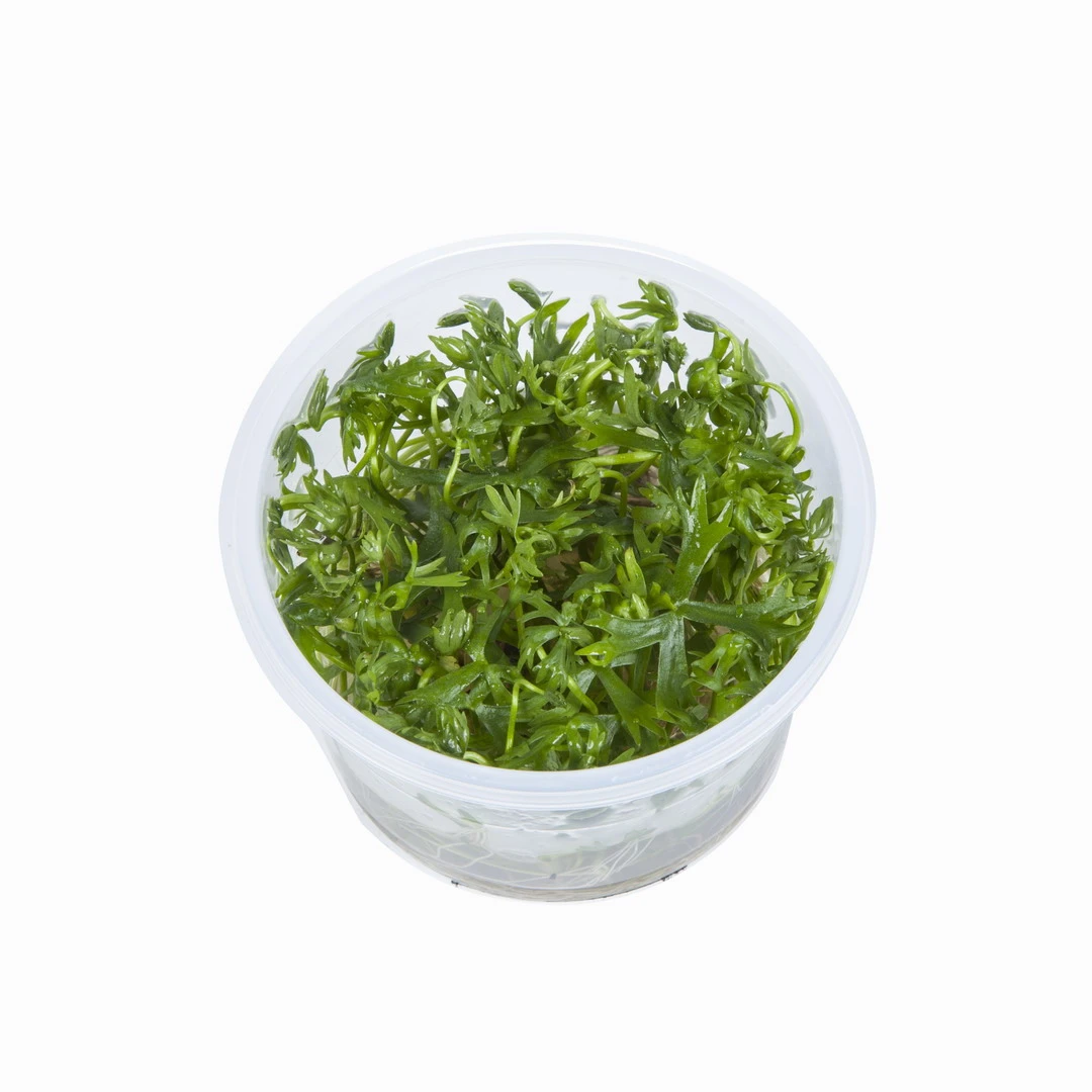 1-2-GROW! Kleiner Fluss-Hahnenfuß / Ranunculus Inundatus 5 1-2-GROW! Kleiner Fluss-Hahnenfuß / Ranunculus Inundatus – Bild 3