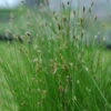 Nadelsimse / Eleocharis Acicularis Im 9x9 Cm Topf -Pflanzen Serien Rabatt 240Wo 1 1