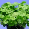 XL In-Vitro Amerikanischer Wassernabel / Hydrocotyle Verticillata -Pflanzen Serien Rabatt 250DZ 1