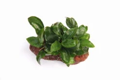 Lavastein Mit Zwergspeerblatt / Anubias Bart. Var. Nana Auf Lavastein -Pflanzen Serien Rabatt 289DE 1 3