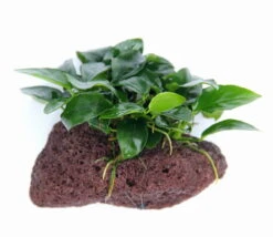 Lavastein Mit Zwergspeerblatt / Anubias Bart. Var. Nana Auf Lavastein -Pflanzen Serien Rabatt 289DE 1 5